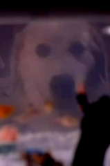 Thor profile picture