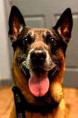 Bragi profile picture