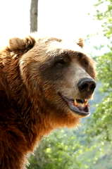 Bart the Bear