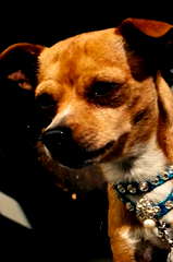 Chester the Chihuahua profile picture