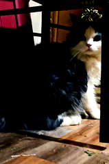 Oreo profile picture