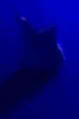 Tooth