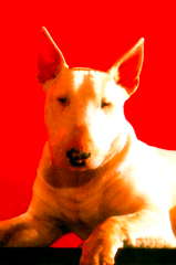 Chimbot profile picture
