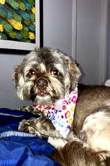 Cooper