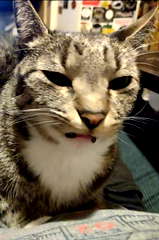 Pierogi profile picture