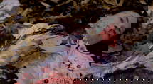 episode poster