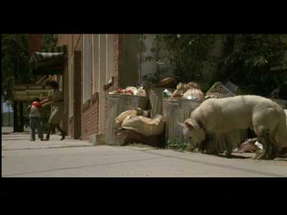 White Dog (1982) Theatrical Trailer poster