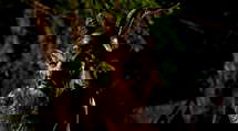 episode poster