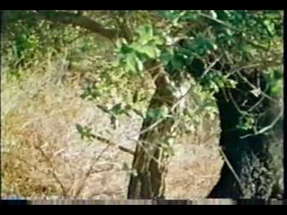 The Curse of Bigfoot (1978) - Trailer poster