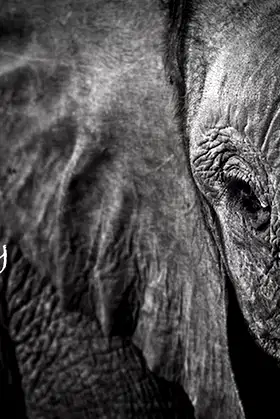 For the Love of Ivory poster