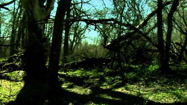 THE WOODSMAN TRAILER poster