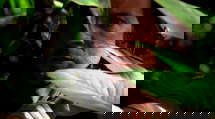 episode poster