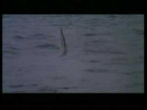 Poster for Cruel Jaws