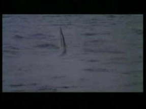 CRUEL JAWS (1995) Trailer poster