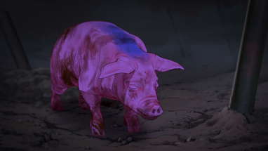 Pig That Survived Foot-and-Mouth Disease poster