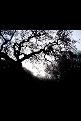 Old Haunted Woods poster