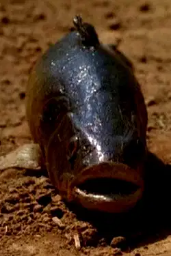 Lungfish poster