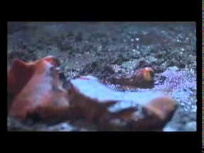 Slaughter (2009) Trailer poster