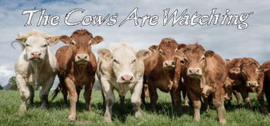 The Cows Are Watching capsule