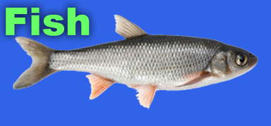 Fish capsule