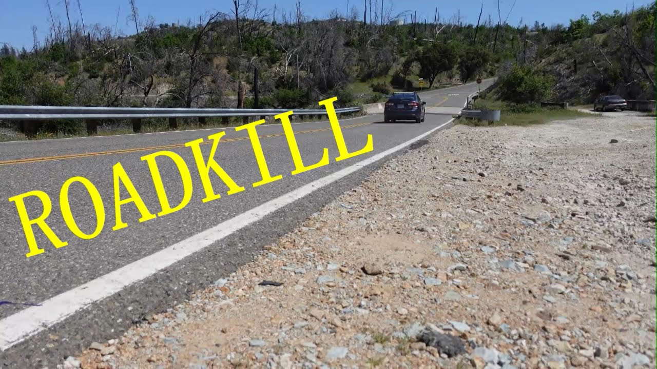 ROADKILL - Short Horror Film