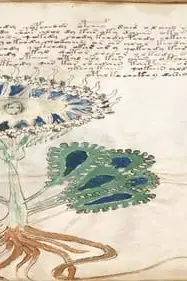 Alien Blood Rain, Carolina Beach Boom & Voynich Manuscript poster