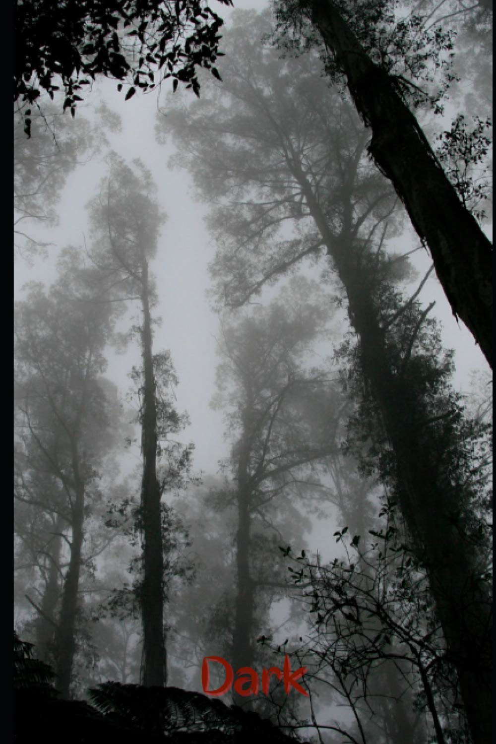 Dark Notebook: Foggy Woods (Dark Notebooks) poster