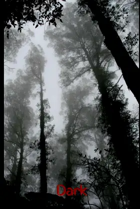 Dark Notebook: Foggy Woods (Dark Notebooks) poster