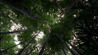 LOST: Opening Scene 1x01 - Bamboo Forest poster