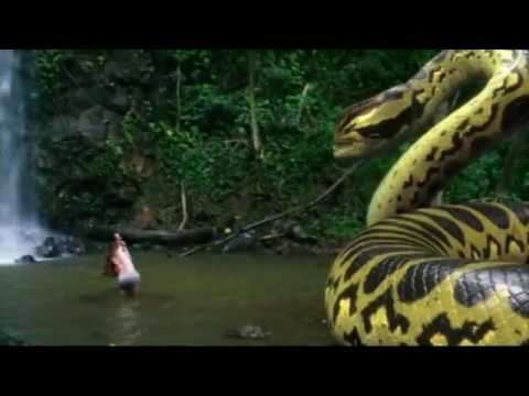 Poster for Piranhaconda