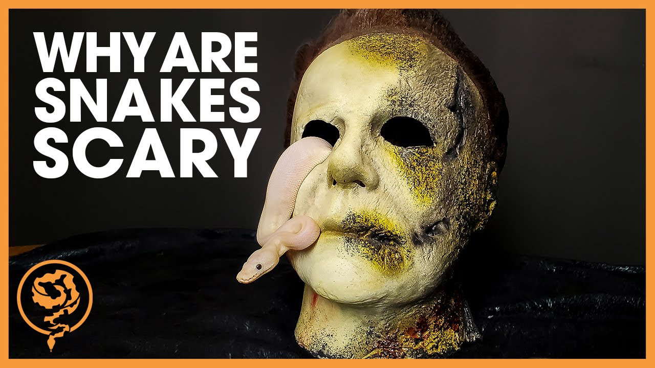 Why are We AFRAID of Ball Pythons? (A Halloween Tribute)