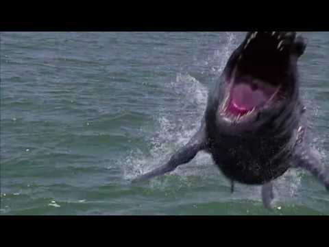 Poster for Dinoshark