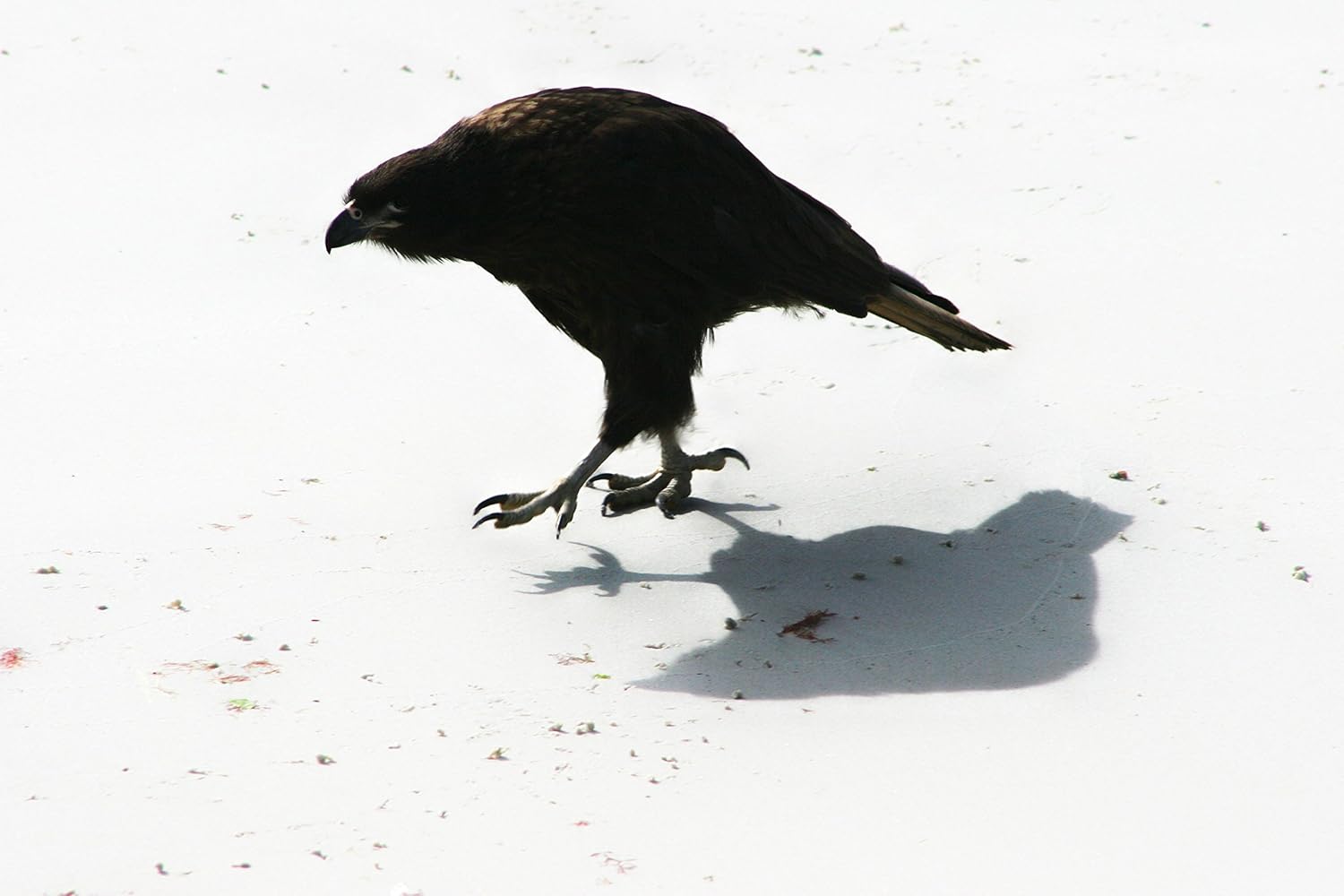 The Crow and other Tales of Murder, Mayhem and Madness poster
