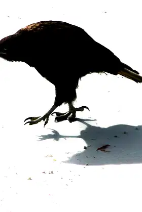 The Crow and other Tales of Murder, Mayhem and Madness poster
