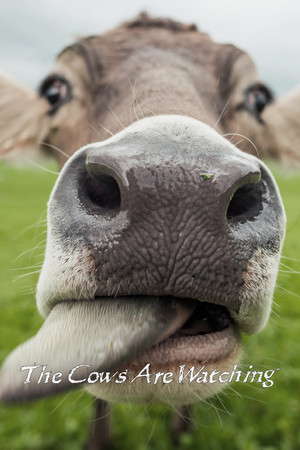 The Cows Are Watching poster