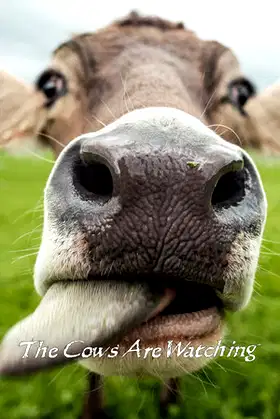 The Cows Are Watching poster