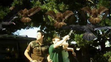 The Official BIRDEMIC: SHOCK AND TERROR Theatrical Trailer poster