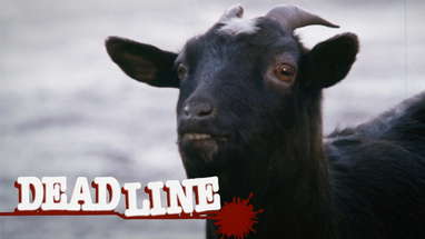 Deadline Clip - Black goat poster