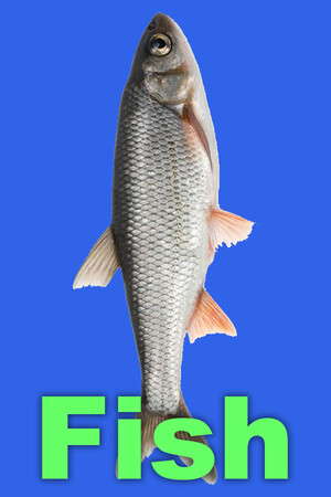 Fish poster
