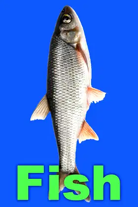 Fish poster