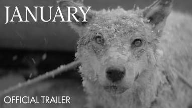 January - Trailer | Out Now on Digital HD poster