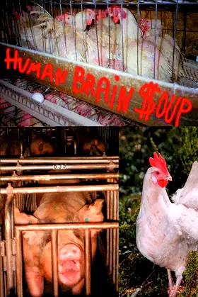 Human Brain Soup poster