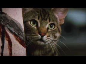 Stephen King's Cat's Eye - Original Theatrical Trailer poster