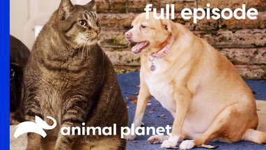 Flabby Tabby and Chunky Chihuahua | My Big Fat Pet Makeover (Full Episode) poster