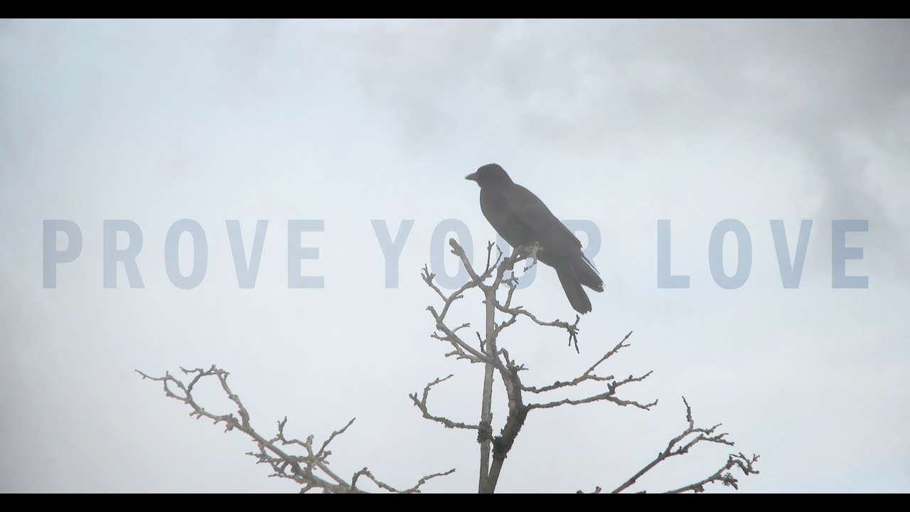 Poster for Prove Your Love