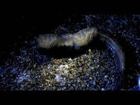 The Cave Trailer poster