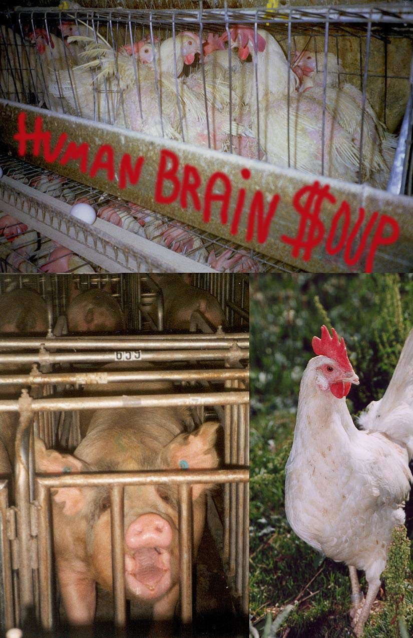 Human Brain Soup poster