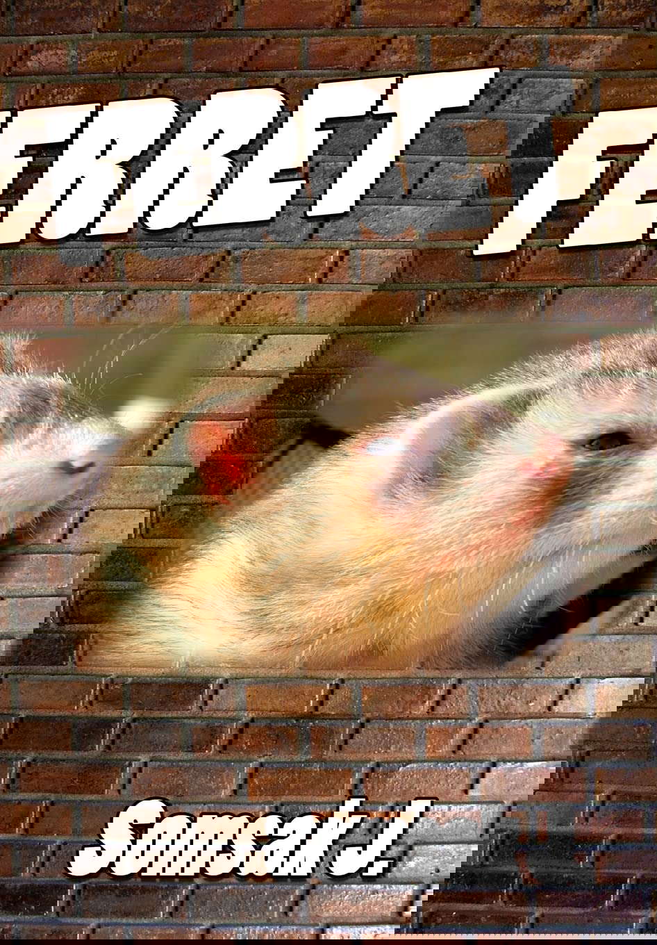 Ferret poster
