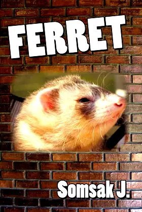 Ferret poster