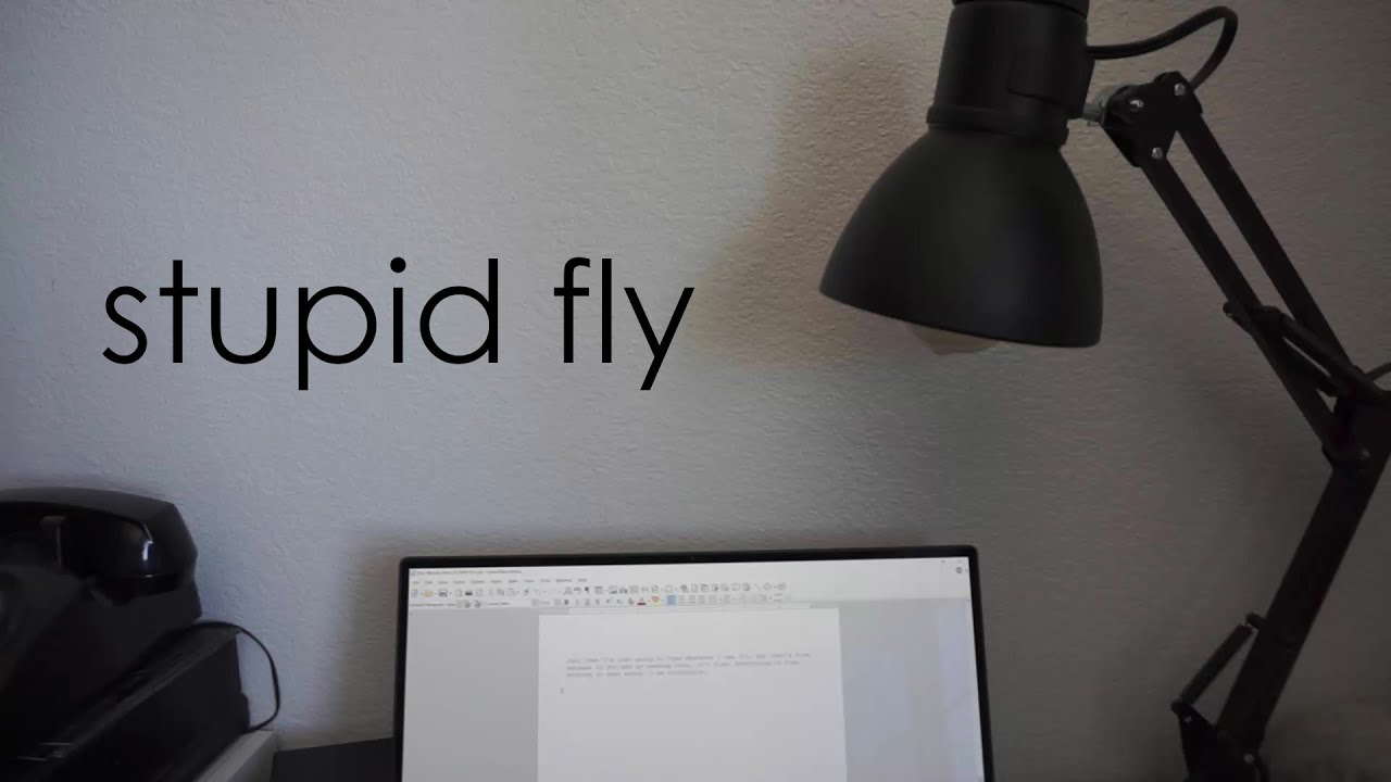 stupid fly | One Minute Short